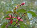 2012-1110-1250_Fuschia_9.8C